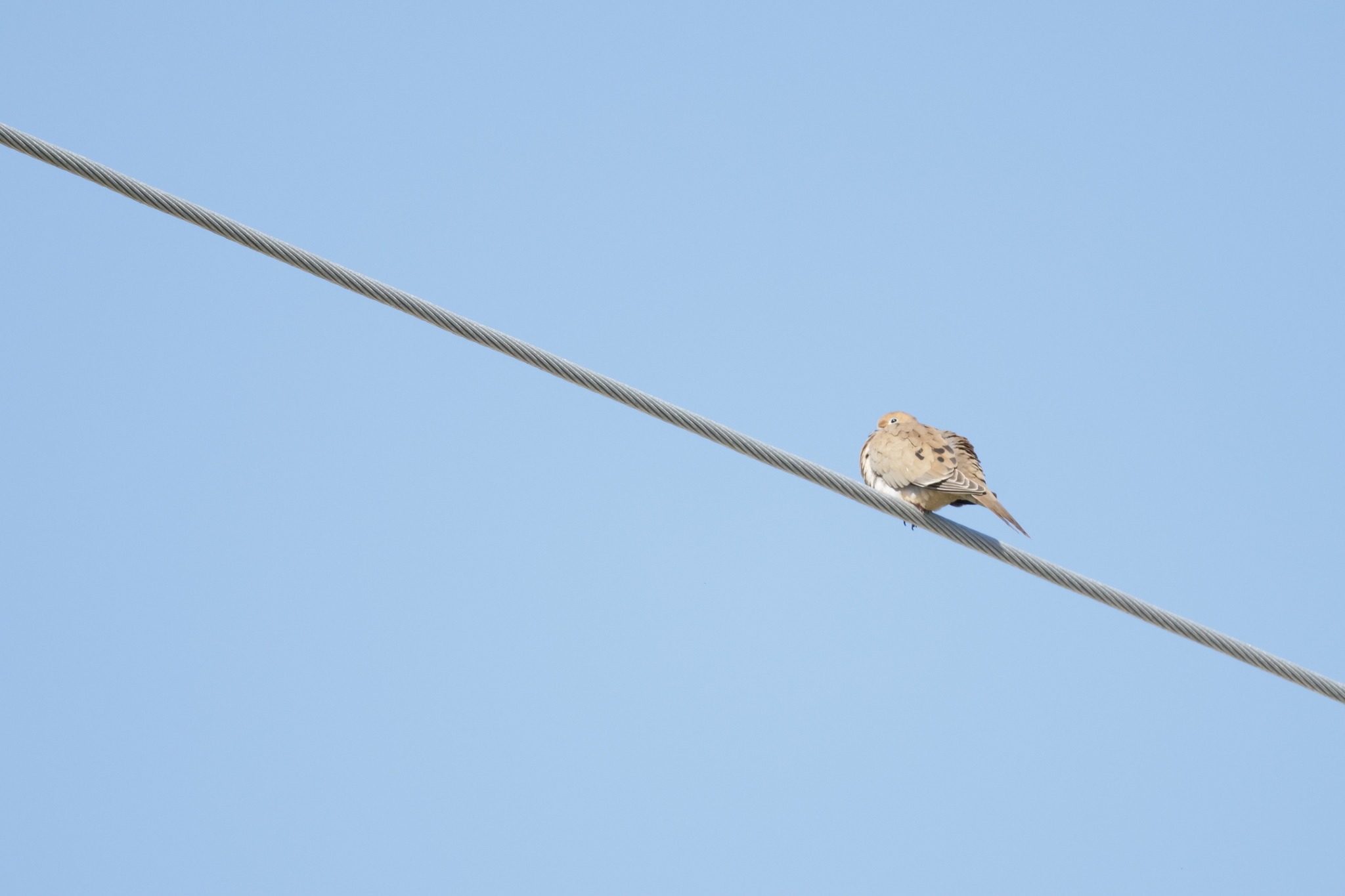 Mourning Dove (Zenaida macroura), photo 7
