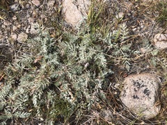 Potentilla breweri