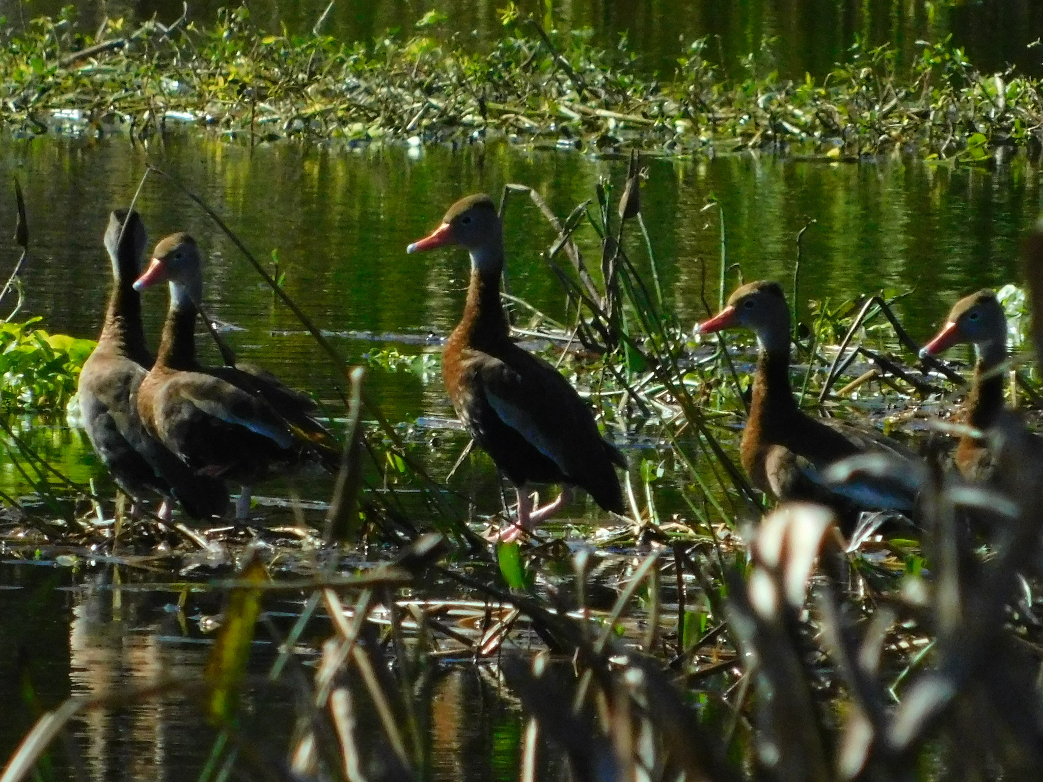 Black-bellied Whistling Duck (Dendrocygna autumnalis), photo 2