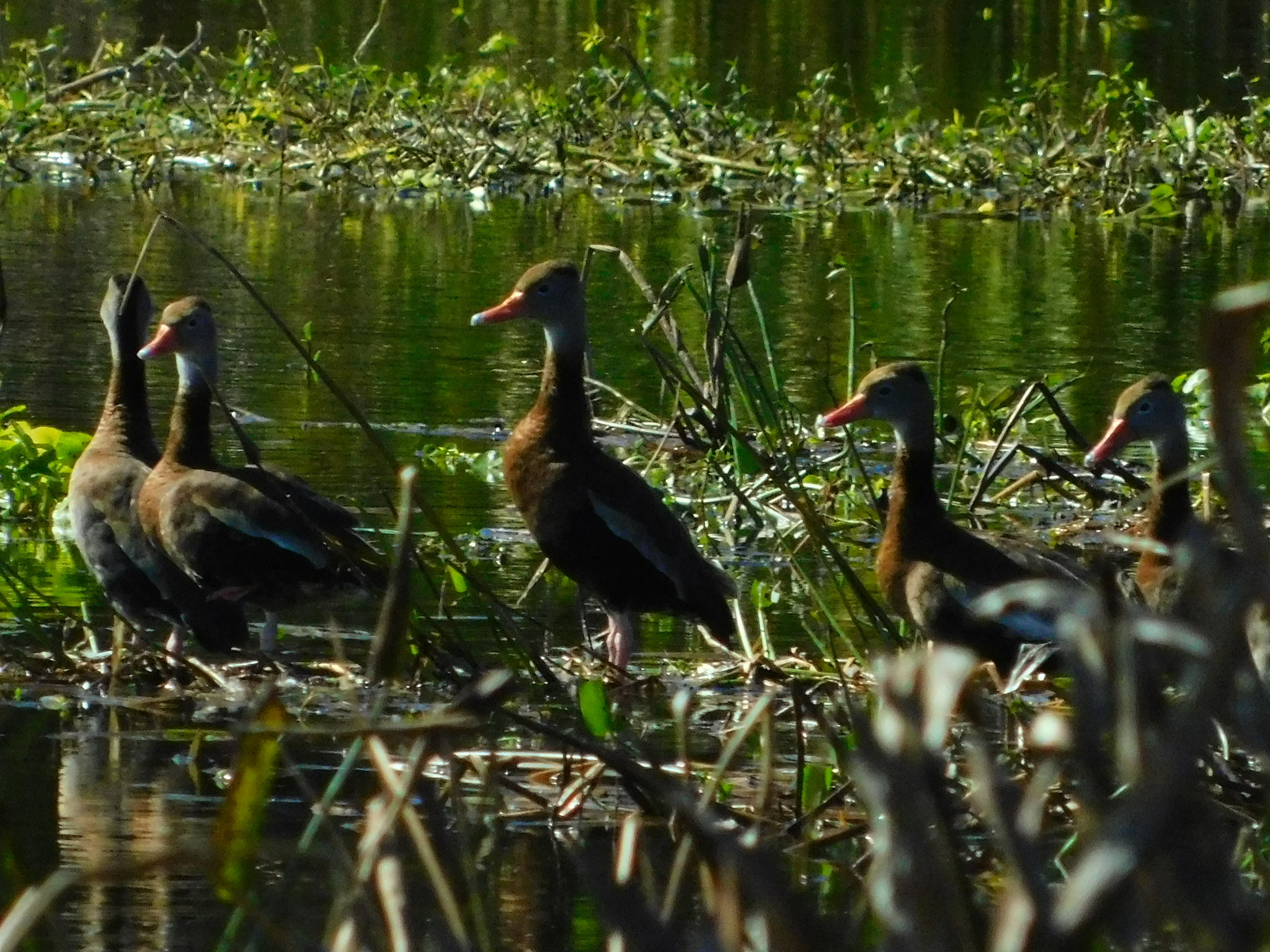 Black-bellied Whistling Duck (Dendrocygna autumnalis), photo 3