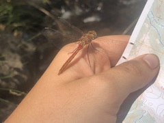 Sympetrum pallipes