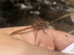 Sympetrum pallipes