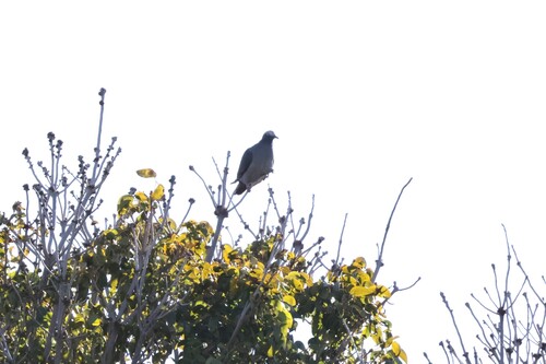 White-crowned Pigeon (Patagioenas leucocephala), photo 1
