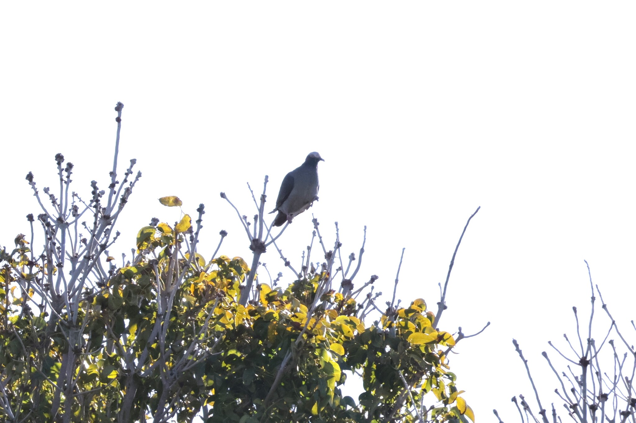 White-crowned Pigeon (Patagioenas leucocephala), photo 1