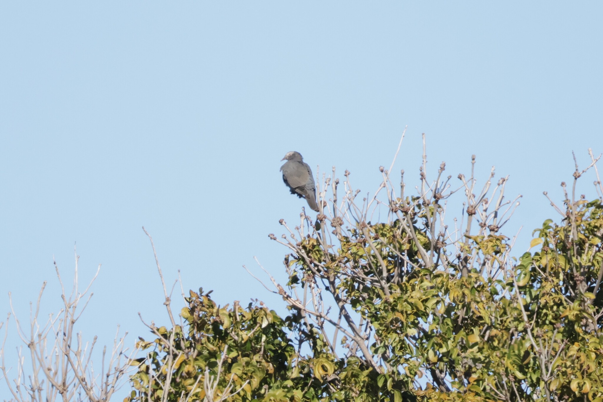 White-crowned Pigeon (Patagioenas leucocephala), photo 2