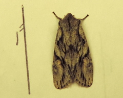 Egira crucialis