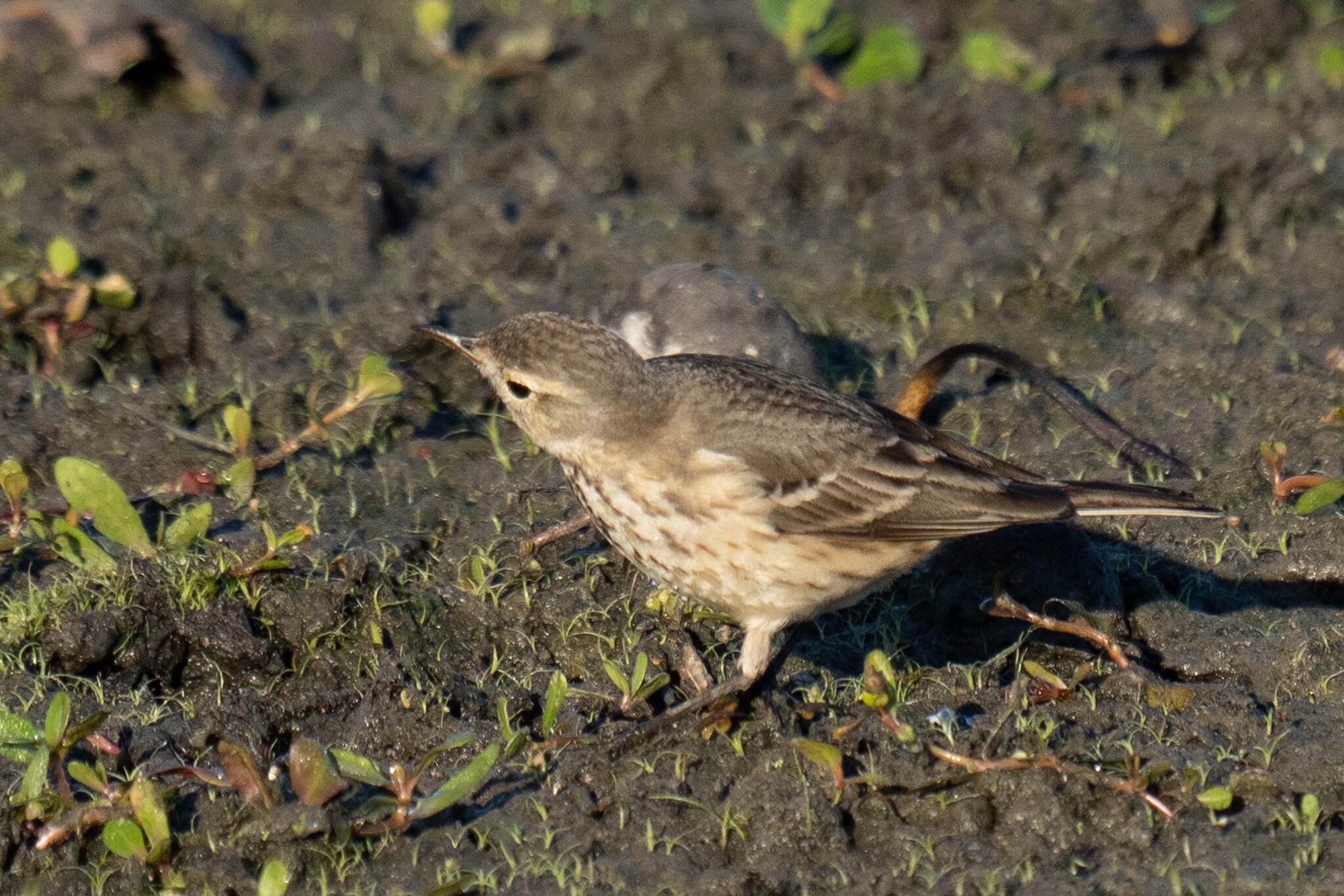 Buff-bellied Pipit illustration