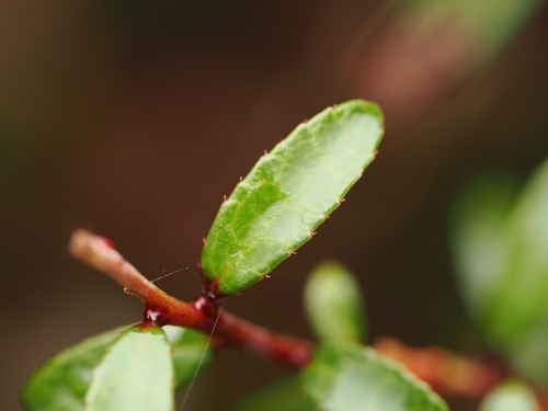 Mountain Snowberry (Gaultheria depressa)