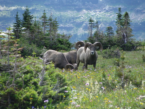 Rocky Mountain Bighorn Sheep photographed in Montana