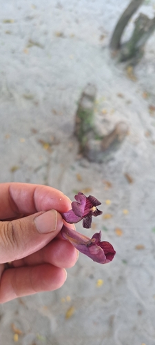caroba (Jacaranda puberula)