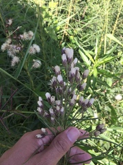 Vernonanthura nudiflora