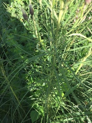Vernonanthura nudiflora