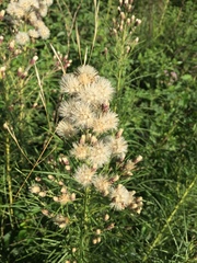 Vernonanthura nudiflora
