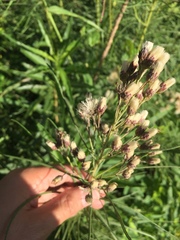 Vernonanthura nudiflora