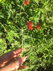 Oxypetalum coccineum