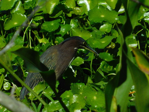 Green Heron (Butorides virescens), photo 4