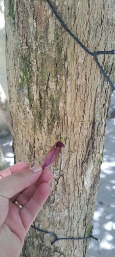 Jacaranda puberula, photograph 4