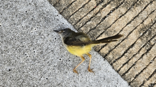Yellow-bellied Prinia (Prinia flaviventris)