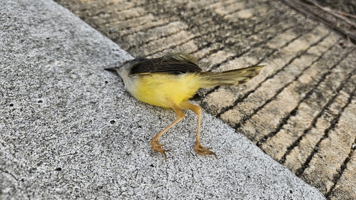Yellow-bellied Prinia (Prinia flaviventris), photo 2