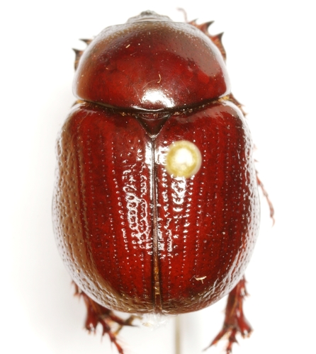 Aphonus brevicruris