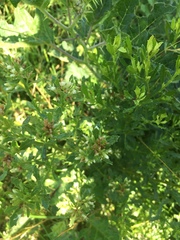 Baccharis linearifolia