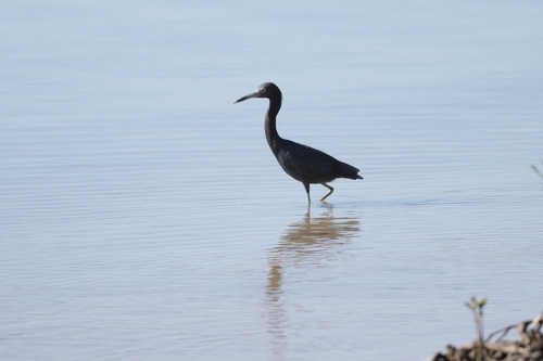Little Blue Heron (Egretta caerulea), photo 7