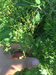 Baccharis linearifolia