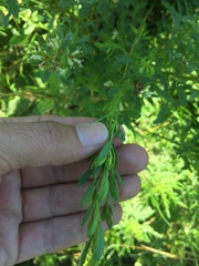 Baccharis linearifolia