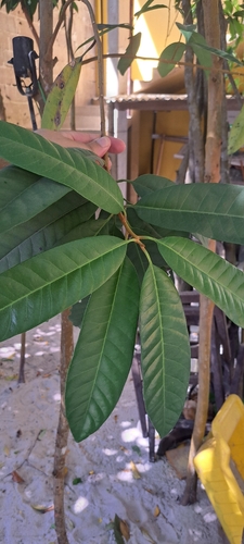 Aboirana (Pouteria venosa)