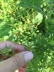 Baccharis linearifolia