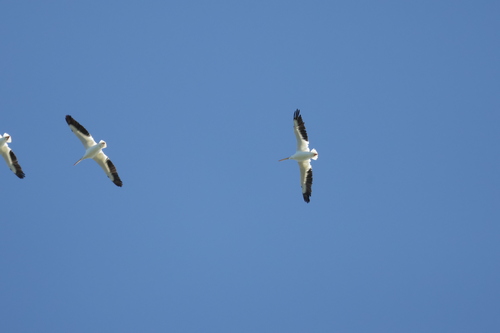 American White Pelican (Pelecanus erythrorhynchos), photo 8