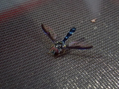Pelecinobaccha costata