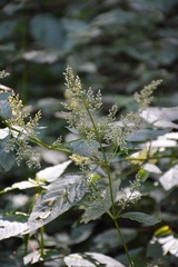 Iresine celosia