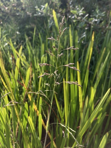 Torreyochloa erecta observed 2025-07-30
