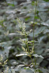 Iresine celosia
