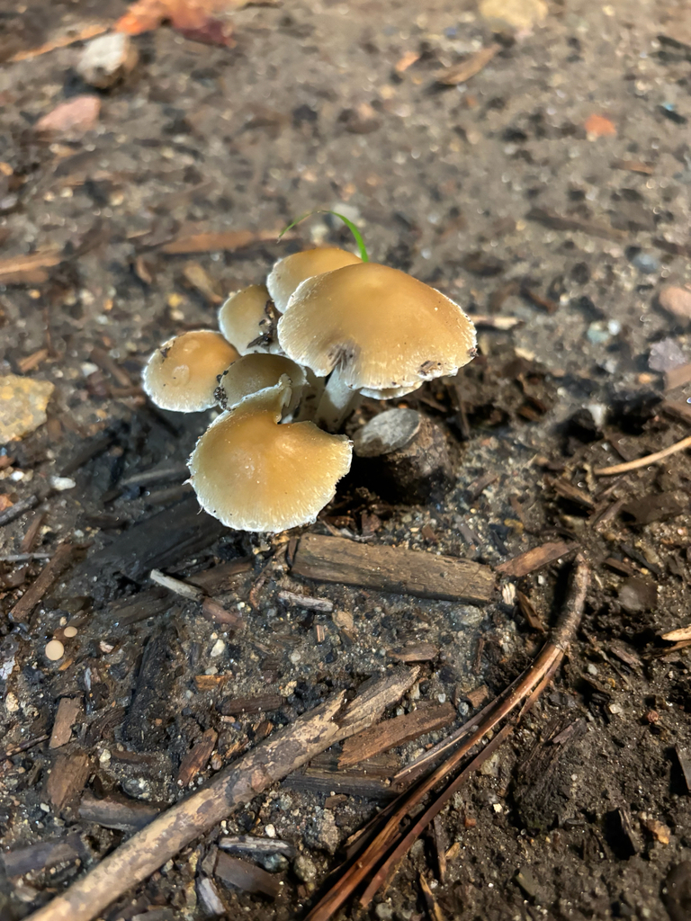 Candolleomyces candolleanus · January 2026 · photo: © yo_ashleyy (iNaturalist, cc-by)