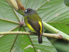 Myiotriccus ornatus