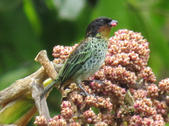 Ixothraupis rufigula