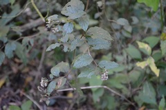 Archibaccharis schiedeana