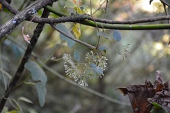 Archibaccharis schiedeana