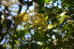 Roldana cristobalensis