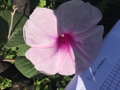 Ipomoea hieronymi