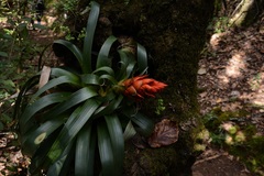 Tillandsia ponderosa