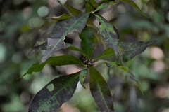 Stillingia acutifolia