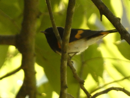 American Redstart (Setophaga ruticilla), photo 2