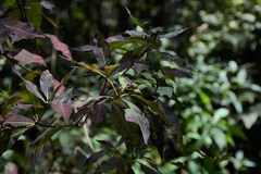 Stillingia acutifolia