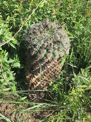 Gymnocalycium mostii