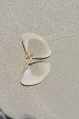 Scissodesma spengleri