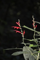 Salvia cinnabarina