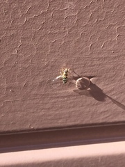 Toxomerus vertebratus